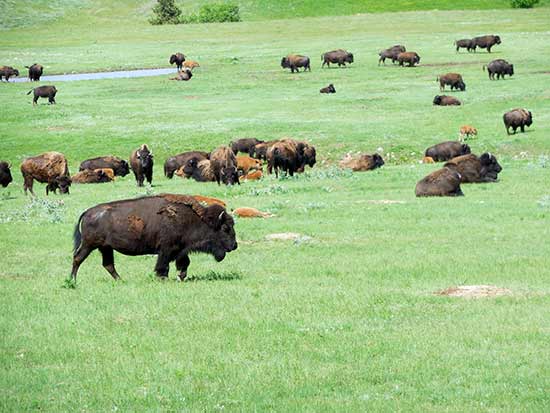 Custer Park Buffalo